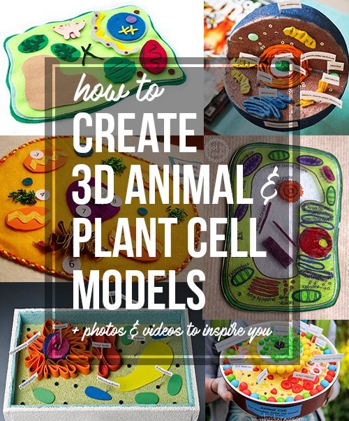 5 Free Science Activities Blog Plant Animal Cells