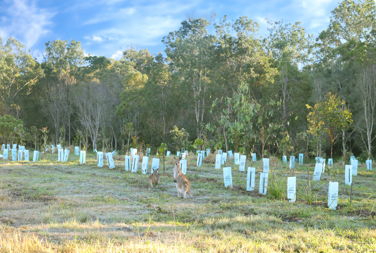 Regeneration Area Kangaroo