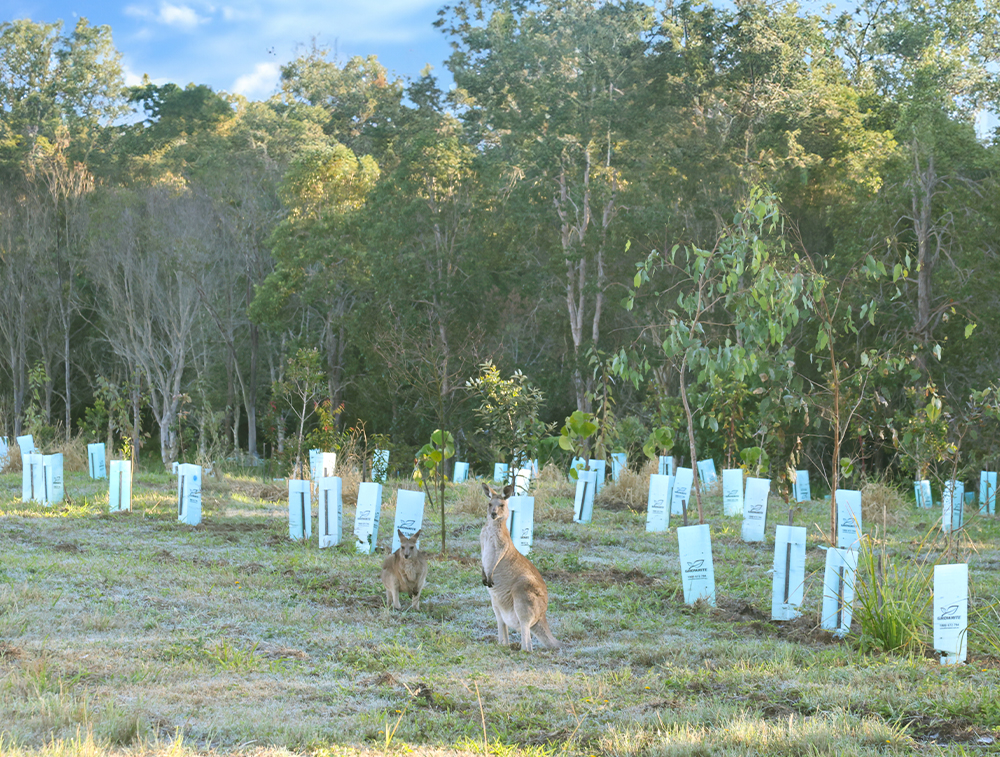 Regeneration Area Kangaroos 1